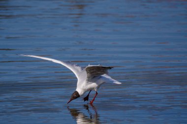 Siyah başlı martı kuşu, Chroicocephalus ridibundus.