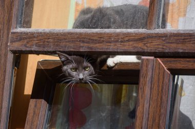 RIGA, LATVIA. 5 Nisan 2020. Koyu gri kedi pencereden dışarı bakıyor. Pencere havalandırma olarak açıldı.