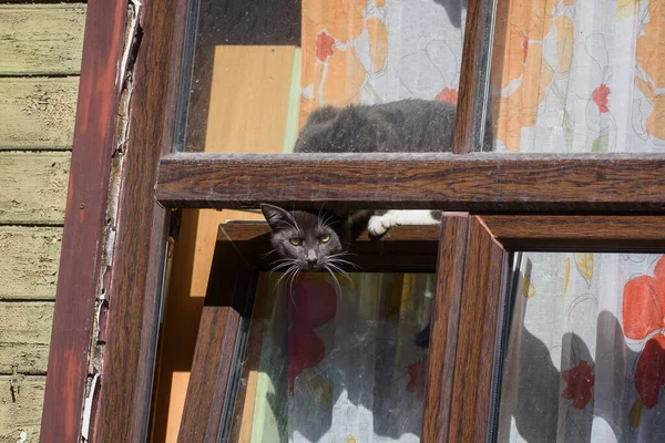 Riga 拉特维亚 2020年4月5日 深灰色的猫看着窗外 窗户作为通风打开 — 图库照片