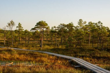 Kemeri, Letonya 'da Büyük Kemeri Bog Yolu.