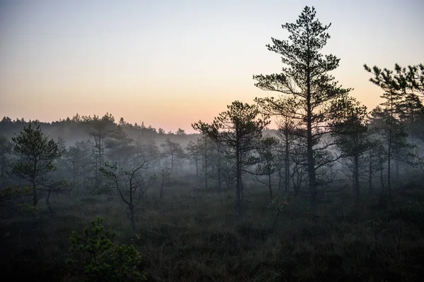 Great Kemeri Bog Boardwalk Kemeri Латвія — стокове фото