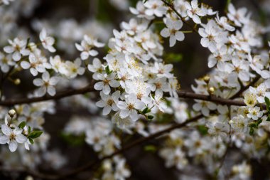 Bahçede çiçek açan erik ağacı. Erik ağacı çiçek açar..