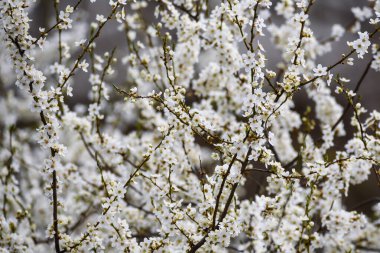 Bahçede çiçek açan erik ağacı. Erik ağacı çiçek açar..