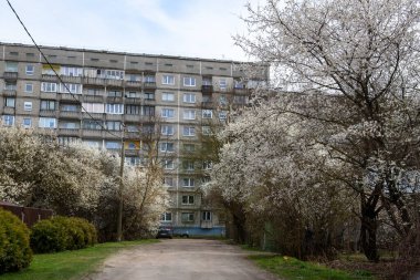 RIGA, LATVIA. 10 Nisan 2020. Bahçede çiçek açan erik ağacı. Erik ağacı çiçek açar..