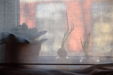 Seçici odak fotoğrafı. Pencere kenarında taze soğan.