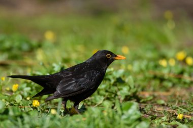 Sıradan bir karatavuk erkeği, Turdus Merula. Parktaki çimenlikteki kuş. Bahar mevsimi.