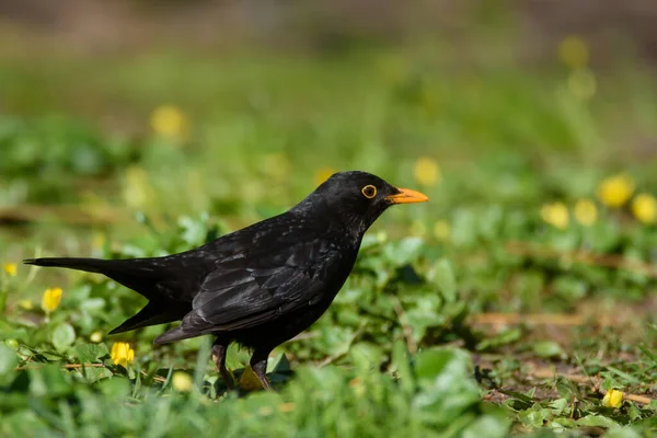 Grand Merle Mâle Turdus Merula Oiseau Sur Herbe Dans Parc — Photo