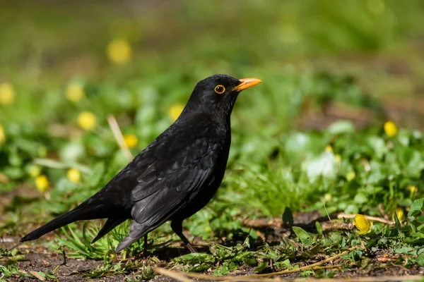 Homem Melro Comum Turdus Merula Pássaro Relva Parque Temporada Primavera — Fotografia de Stock