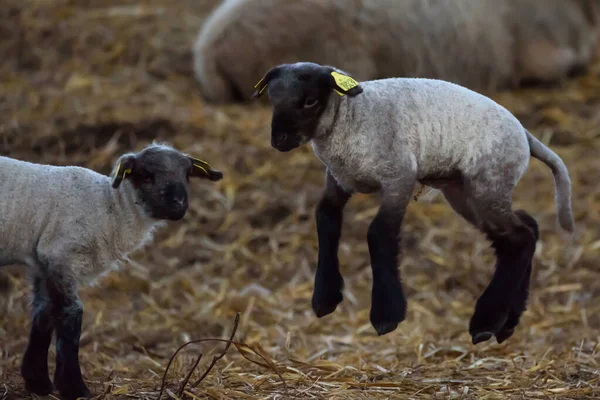 Suntazi Latvia 13Th April 2019 Selective Focus Photo Funny Lambs — Stock Photo, Image