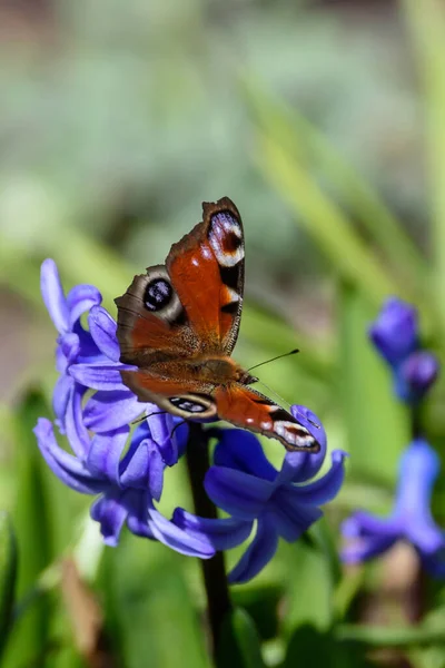 Paw Motyl Aglais Klombie Ogrodzie — Zdjęcie stockowe