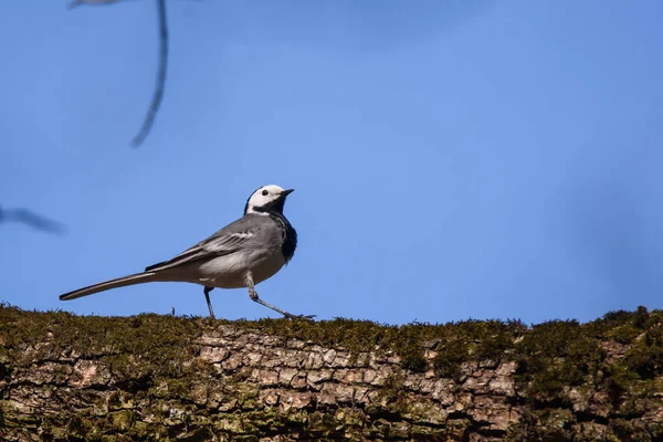 Selektiv Fokusbild Vit Vagn Motacilla Alba Fågel Gren Träd Parken — Stockfoto