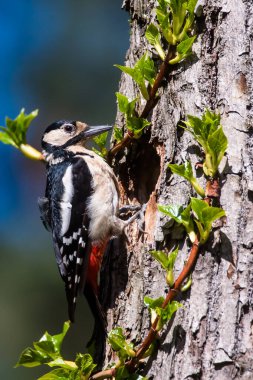 Seçici odak fotoğrafı. Büyük benekli ağaçkakan, ağaç gövdesinde Dendrocopos Major. Bahar mevsimi.