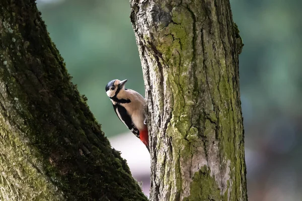 Foto Enfoque Selectivo Gran Pájaro Carpintero Manchado Dendrocopos Mayor Tronco — Foto de Stock