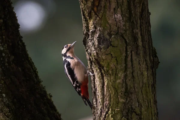 Selective focus photo. Great spotted woodpecker, Dendrocopos major on tree trunk. Spring season.