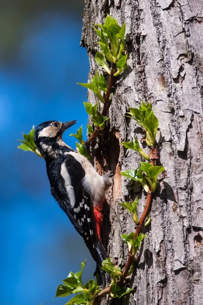 Selective focus photo. Great spotted woodpecker, Dendrocopos major on tree trunk. Spring season.
