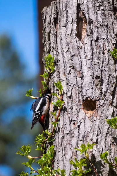 选择性聚焦照片 大斑点啄木鸟 主要在树干上的树龙 春季季节 — 图库照片