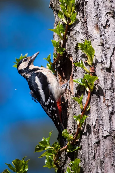 Selektive Fokussierung Foto Buntspecht Dendrocopos Major Auf Baumstamm Frühlingszeit — Stockfoto