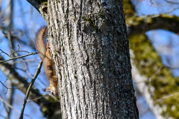 Selektive Fokussierung Foto Eichhörnchen Auf Baum — Stockfoto