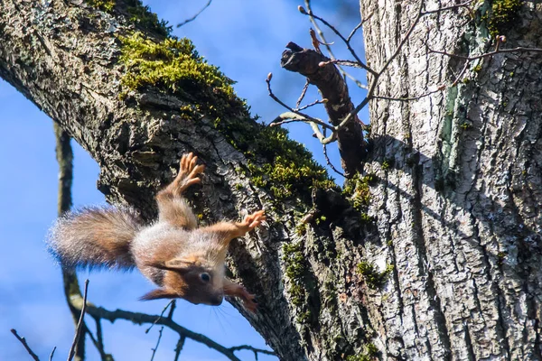 Selektiv Fokusbild Ekorre Träd — Stockfoto