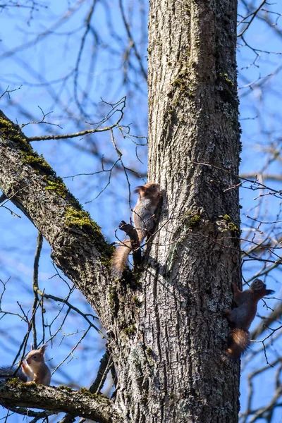 Selektive Fokussierung Foto Drei Eichhörnchen Auf Baumstamm — Stockfoto