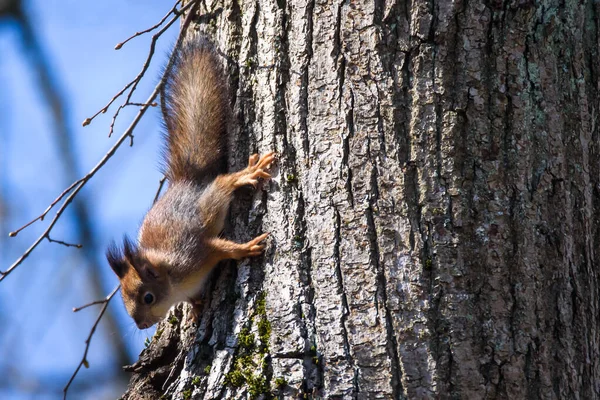 Selective focus photo. Squirrel on tree.