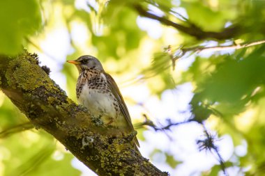 Tarla, Turdus Pilaris kuşu bahçede. Bahar geldi..