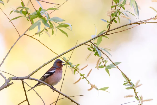 Common Chaffinch Bird Fringilla Coelebs Sings Tree Garden Spring Time — Stock Photo, Image