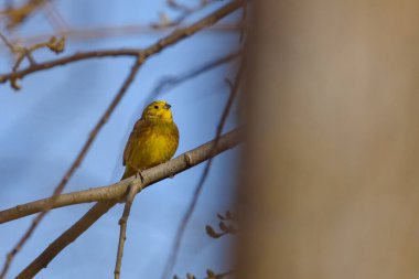 Seçici odak fotoğrafı. Sarı Çekiç Kuş, Emberiza Citrinella. 