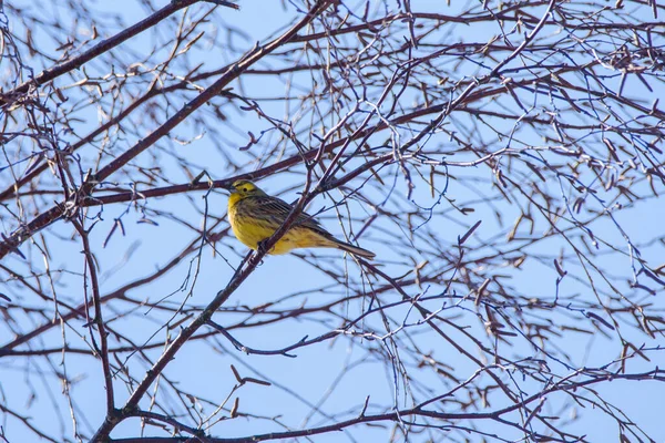 포커스 Yellowhammer Bird Emberiza Citrinella — 스톡 사진