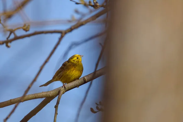 选择性聚焦照片 黄锤鸟 Emberiza Citrinella — 图库照片