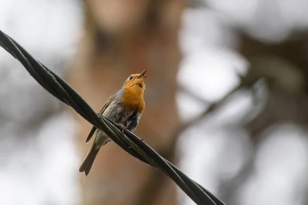 Foto Foco Seletivo Europeu Robin Erithacus Rubecula Pássaro Cabo — Fotografia de Stock