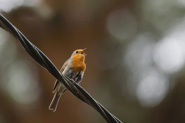 Selective focus photo. European robin, Erithacus rubecula bird on cable.