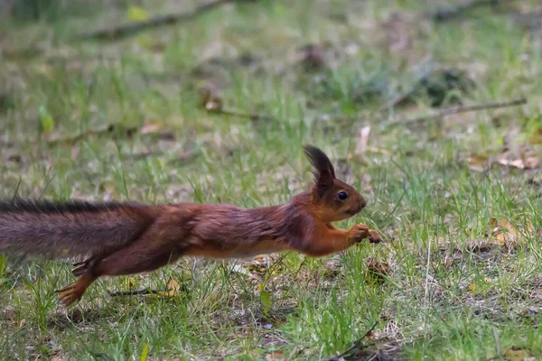 Foto Messa Fuoco Selettiva Scoiattolo Sciurus Vulgaris Salta Sopra Erba — Foto Stock