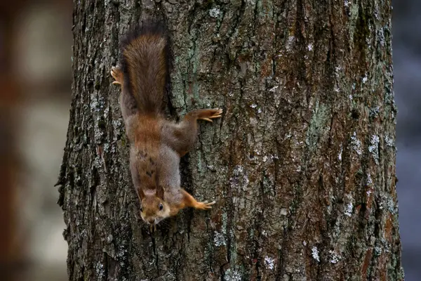 選択的フォーカス写真 ツリートランク上のSciurus Valgaris — ストック写真