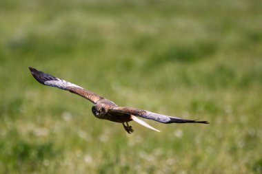 Batılı bataklık gemisi, Circus aeruginosus kuşu sahada uçuyor. Bahar geldi..