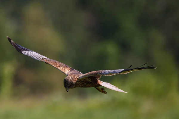 Westerse Moeraskiekendief Circus Aeruginosus Vogel Die Boven Het Veld Vliegt — Stockfoto