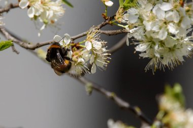 Seçici odak fotoğrafı. Bir yaban arısı, Bombus erik ağacı çiçeklerine yakın uçar..