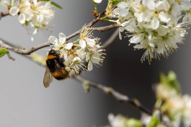 Seçici odak fotoğrafı. Bir yaban arısı, Bombus erik ağacı çiçeklerine yakın uçar..