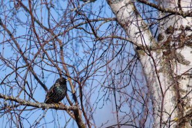 Seçici odak fotoğrafı. Ağaçta sığırcık var. Sturnus vulgaris. Letonya, Lubana 'da kuş izleme.