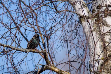 Seçici odak fotoğrafı. Ağaçta sığırcık var. Sturnus vulgaris. Letonya, Lubana 'da kuş izleme.