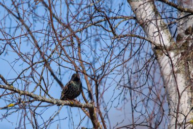 Seçici odak fotoğrafı. Ağaçta sığırcık var. Sturnus vulgaris. Letonya, Lubana 'da kuş izleme.