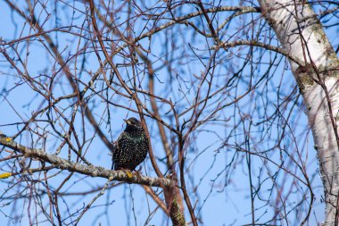 Seçici odak fotoğrafı. Ağaçta sığırcık var. Sturnus vulgaris. Letonya, Lubana 'da kuş izleme.