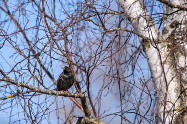 Seçici odak fotoğrafı. Ağaçta sığırcık var. Sturnus vulgaris. Letonya, Lubana 'da kuş izleme.