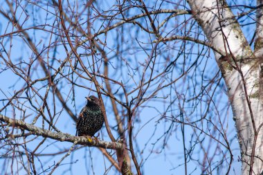 Seçici odak fotoğrafı. Ağaçta sığırcık var. Sturnus vulgaris. Letonya, Lubana 'da kuş izleme.