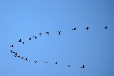 Uçan kazlar. Bahar sezonu. Letonya, Lubana 'da kuş izleme.