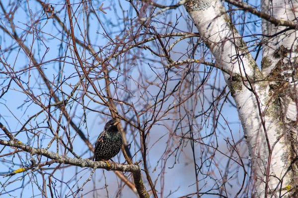 Seçici odak fotoğrafı. Ağaçta sığırcık var. Sturnus vulgaris. Letonya, Lubana 'da kuş izleme.
