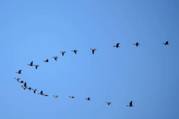 Uçan Kazlar Bahar Sezonu Letonya Lubana Kuş Izleme — Stok fotoğraf