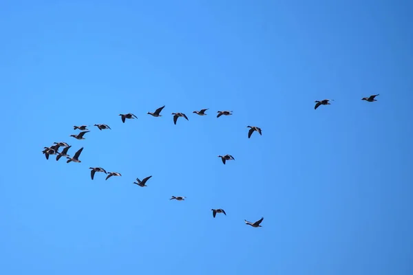 Πετώντας Χήνες Άνοιξη Παρατήρηση Πουλιών Στη Λουμπάνα Της Λετονίας — Φωτογραφία Αρχείου