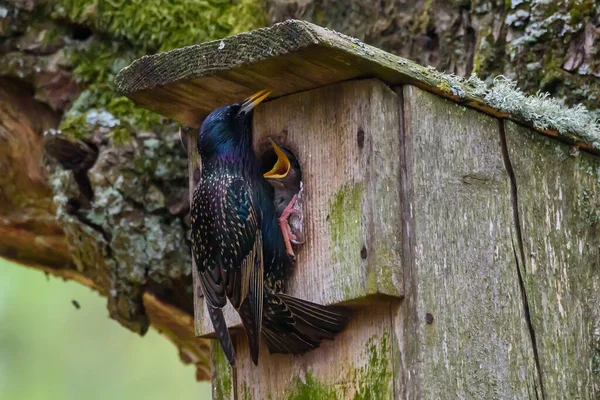 Selective focus photo. Common starling bird, Sturnus vulgaris feeds baby birds on wooden bird house.