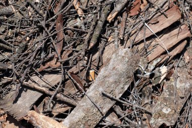 Ağaç parçası ve ağaç dokusu